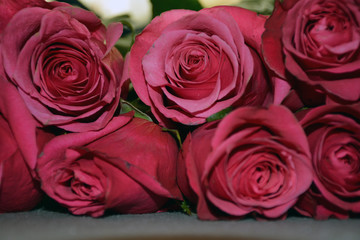 Red roses on grey background