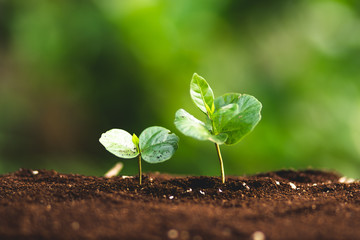 small tree sapling Coffee tree Care by hand Natural evening background

