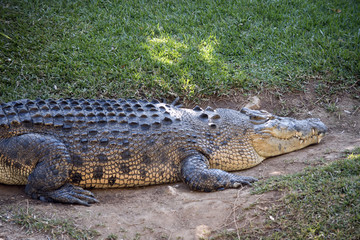 salt water crocodile