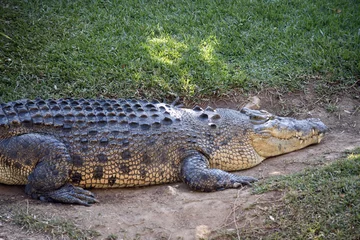 Photo sur Plexiglas Crocodile crocodile d& 39 eau salée