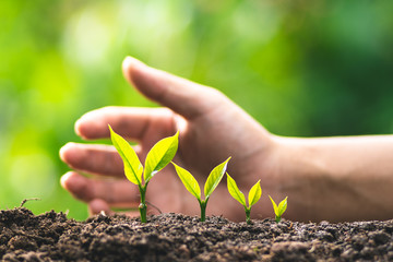 small tree sapling Coffee tree Care by hand Natural evening background
