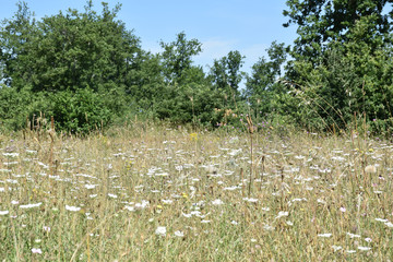  flowery meadow in the woods