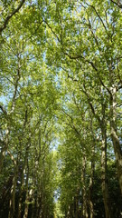 chateau de chenonceau park