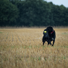 dog with ball sniffing air in recently harvested field