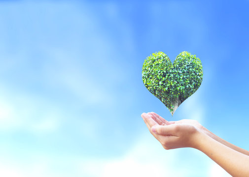 World Heart Day concept: man opens palms and drags heart shaped green plants