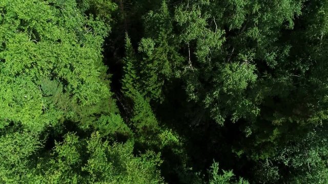 A view from above of wildlife. Panoramic view of the forest thicket in the summer. Panoramic aerial view.