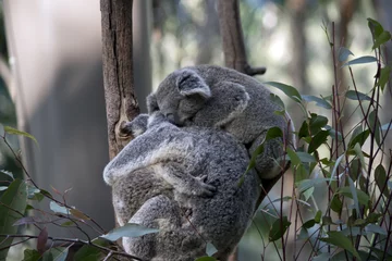 Crédence de cuisine en verre imprimé Koala koala with two joeys