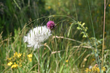 particular view of a white flower and purple flower