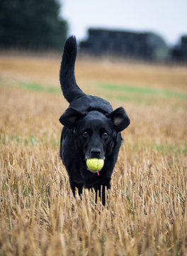 Dog with ball in harvested field with ears flapping in the air
