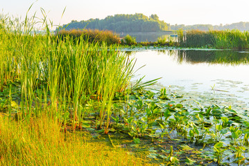 Scirpus plants and yellow waterlily in the Dnieper river in Kiev, Ukraine, at sunrise © Maxal Tamor