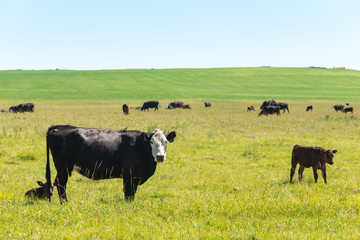 Cattle and windmills