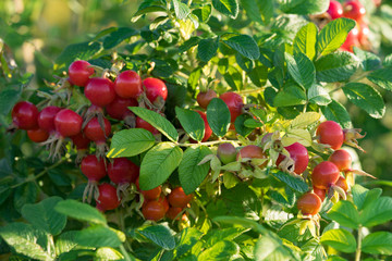 Close-up, red wild rose berries.