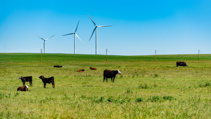 Cattle and windmills © BGSmith