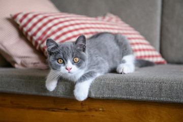 Naklejka premium Cute British short Hairy cat