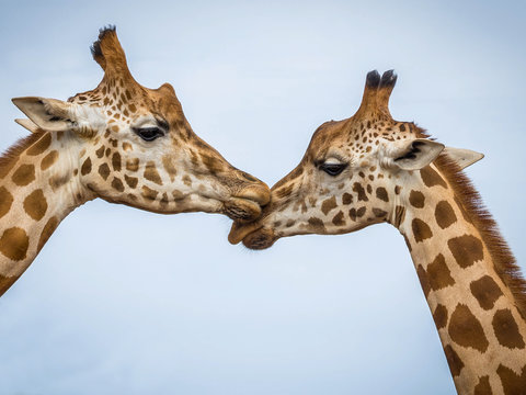 Two Giraffes Kissing