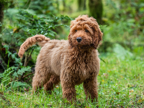 Pictures of cockapoo puppies outlet