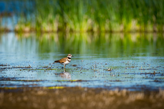 Killdeer (Charadrius vociferus)