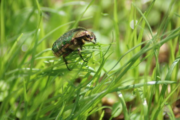 grüner käfer