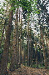 low angle view of green tall trees in beautiful forest