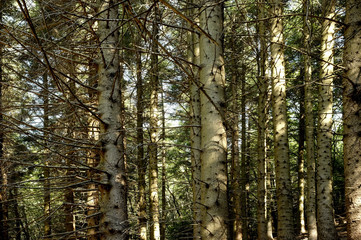 Forest background