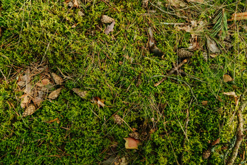 green moss in the forest