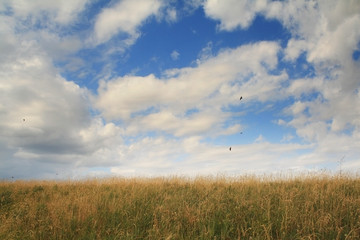 Fototapeta na wymiar Birds fly over the field