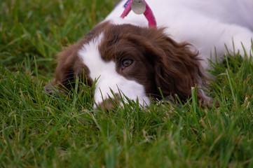 Spaniel Puppy