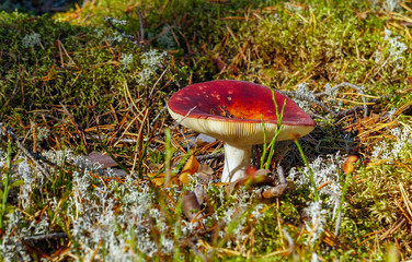 Wild mushroom russula