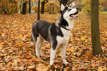 Dog husky walking in a park outdoors
