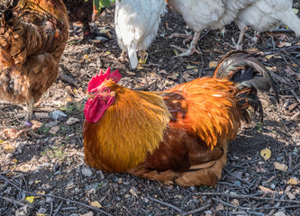 Sitzender Hahn im Freilandhaltung