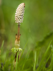 Eine Pflanze des Ackerschachtelhalms steht auf einer Wiese.