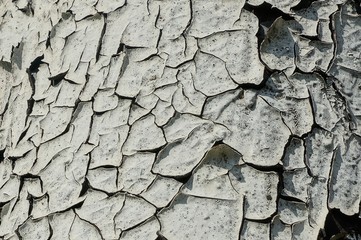 White black texture of old shabby paint with cracks