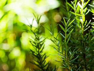 Fototapeta na wymiar Fresh Rosemary Herb grow outdoor. Rosemary leaves Close-up.