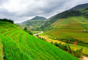 Fototapeta na wymiar Rice fields at Northwest Vietnam