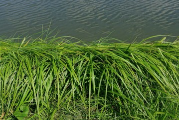 green long grass near the water on the shore of the reservoir