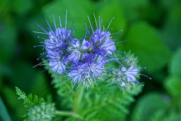 blue small buds of wild flowers on a green stalk