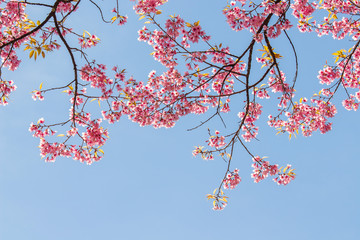 White-Eye Bird on Cherry Blossom and Sakura