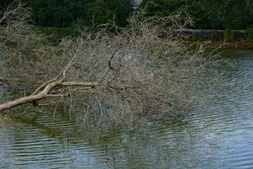 gray branches of the fallen tree in the water of the reservoir