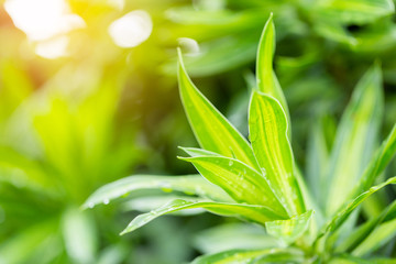 Obraz premium natural green background with selective focus