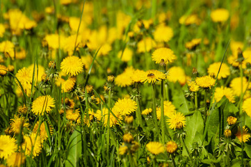 Dandelion field