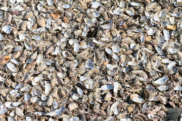 Beautiful view of many empty oyster shells on the beach of Cancale, France