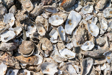 Beautiful view of many empty oyster shells on the beach of Cancale, France