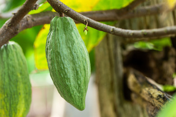 Cacao Tree (Theobroma cacao). Organic cocoa fruit pods in nature.