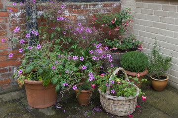 Collection of flowering plants in containers in the courtyard garden.
