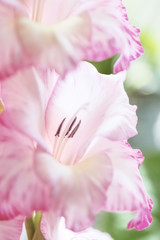 Background of Delicate pink Gladiolus flowers, macro, close up, vertical composition