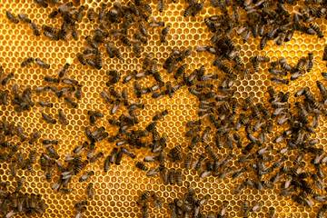 Swarm of bees on honeycombs