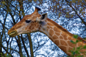 Giraffe (Giraffa camelopardalis)