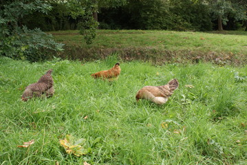 Obraz premium chickens