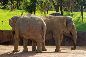 Fototapeta premium Asian elephants