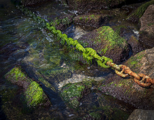 rusty chain overgrown with green alga sticks out of the sea
